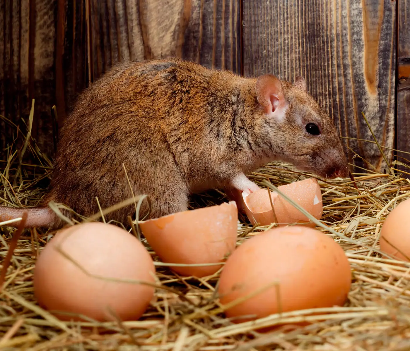 El control de roedores es un factor clave en la bioseguridad y sostenibilidad avícola